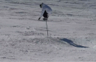 Shred à Avoriaz avec Stéphane Lochon et ses potes