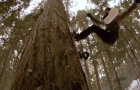 Danny Larsen, Jordan Mendenhall et des arbres