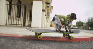 Le chien de Beagle est un skateur !