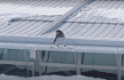 JOURNAL. The diary of a snowboarder